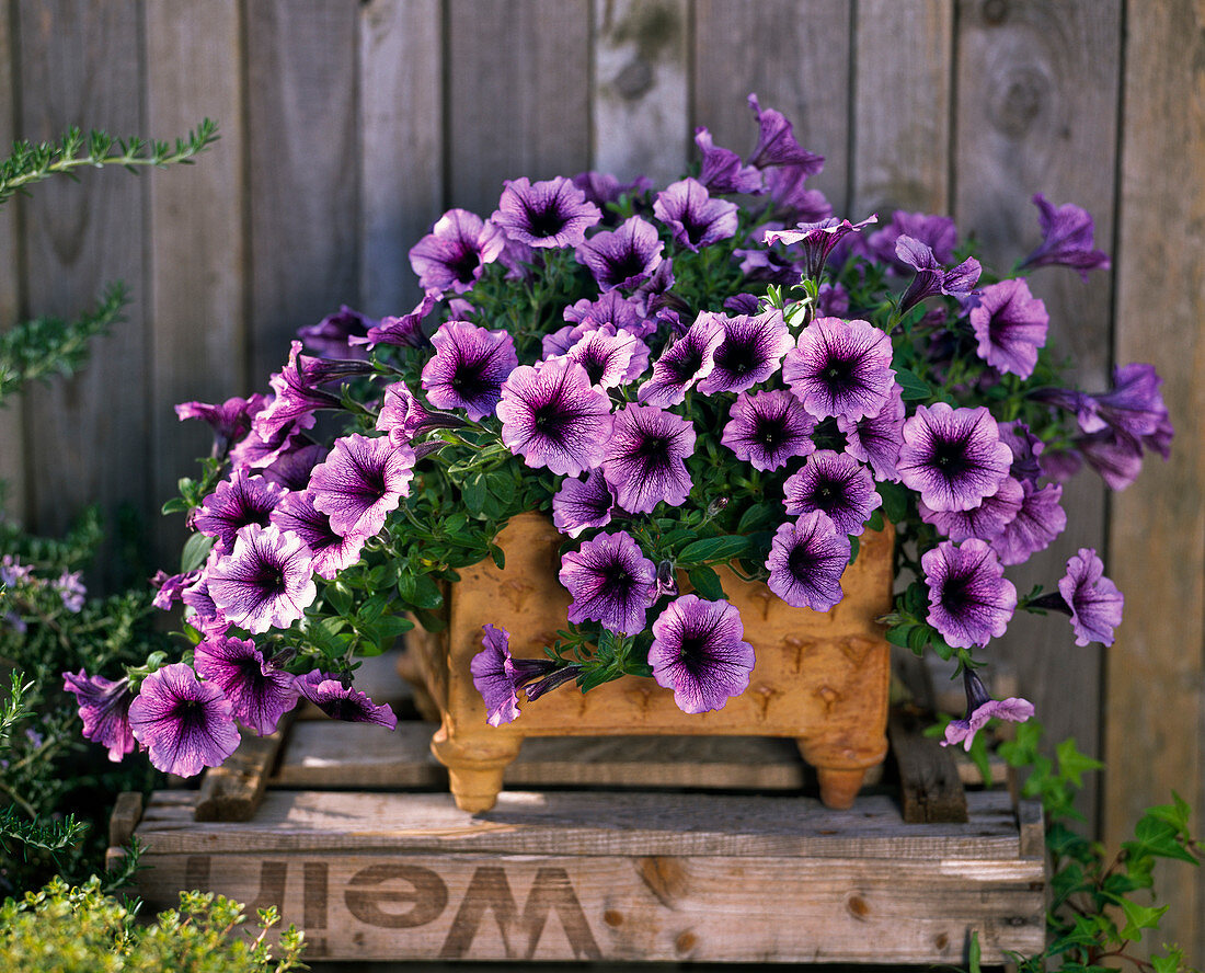 Petunia Calimero 'Blue Vein' (Petunia)