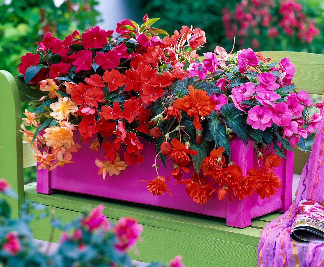 Hot pink-red planted box for the shadow balcony