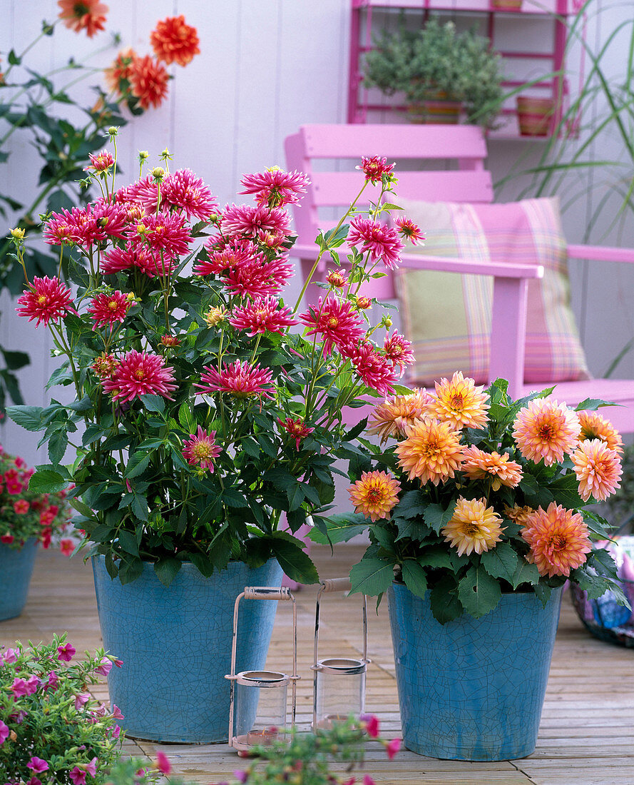 Dahlia 'Pianella', Dahlia Gallery 'Pablo' in blue pots