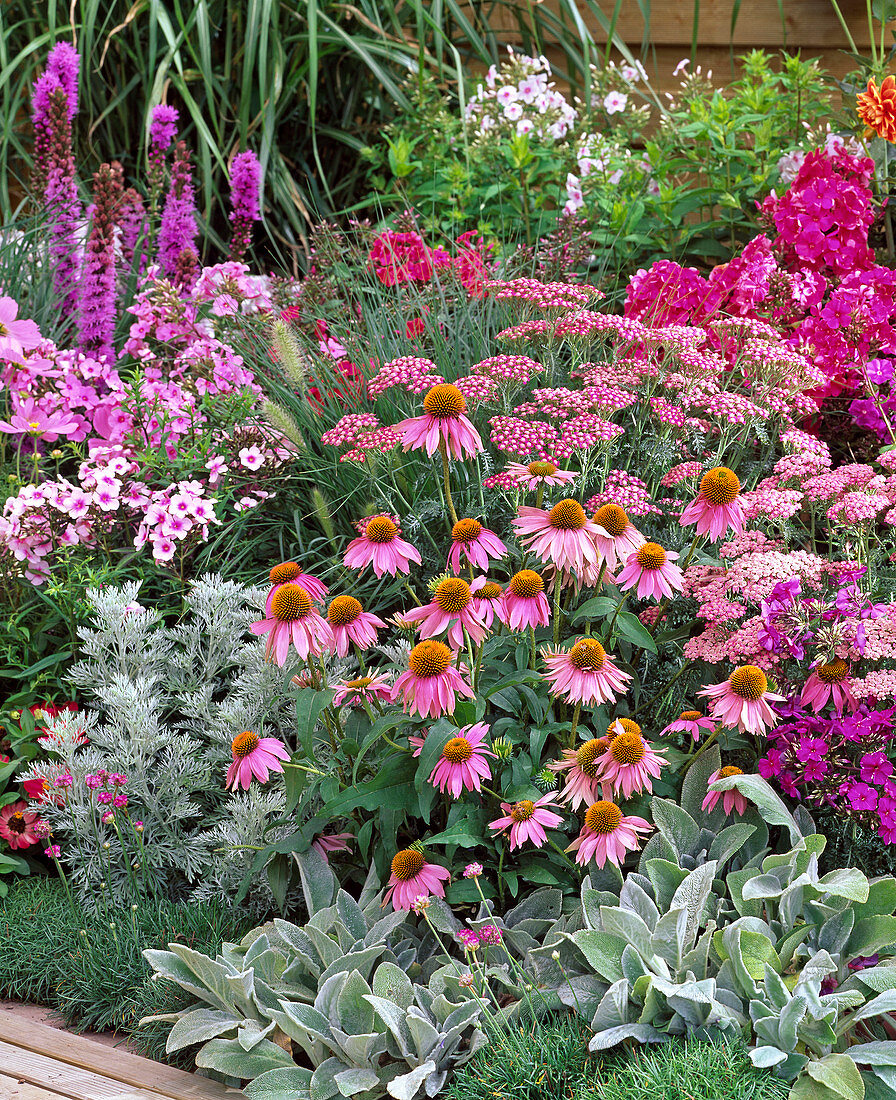 Pink-pink bed with Echinacea purpurea (Red sun hat)
