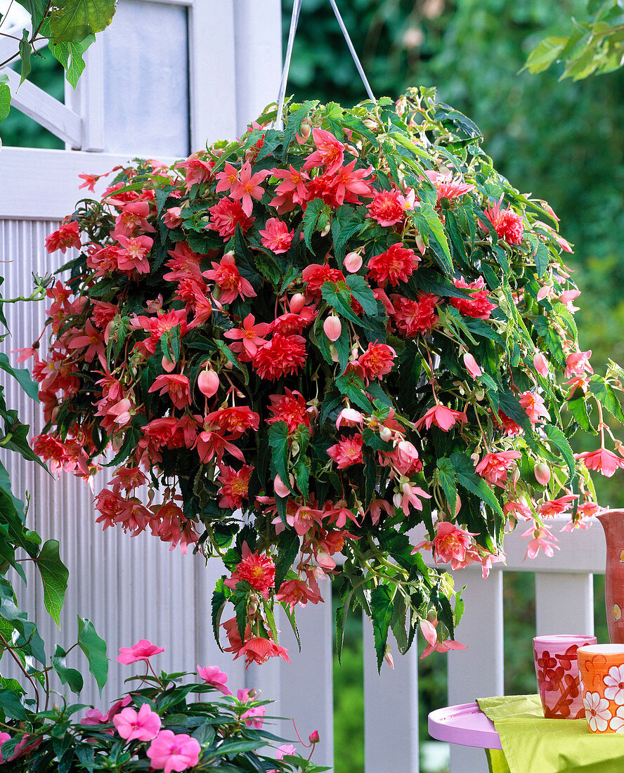 Begonia Belleconia 'Rose'