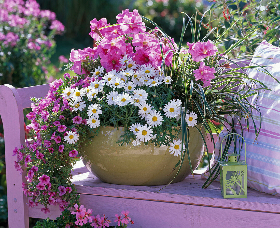 Bowl planted with Argyranthemum, Petunia