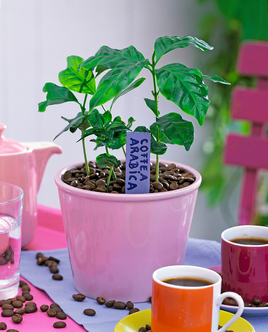 Coffea arabica (Kaffee), Jungpflanzen in rosa Übertopf