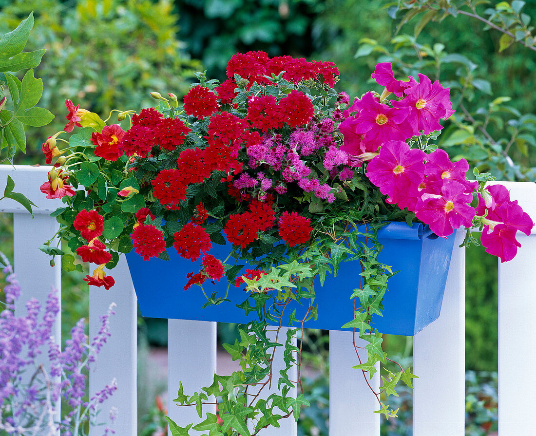 Blauer Metallblumenkasten mit roter Verbena (Eisenkraut), pinker Petunia