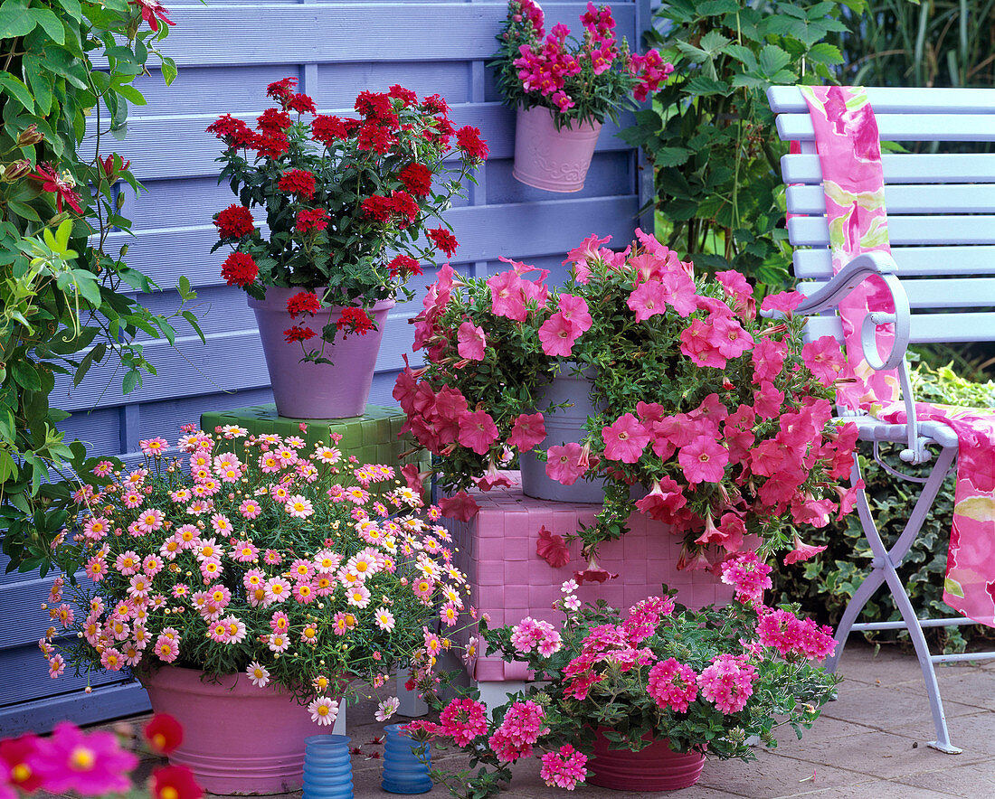 Pink-pink-red arrangement in front of a blue screen wall