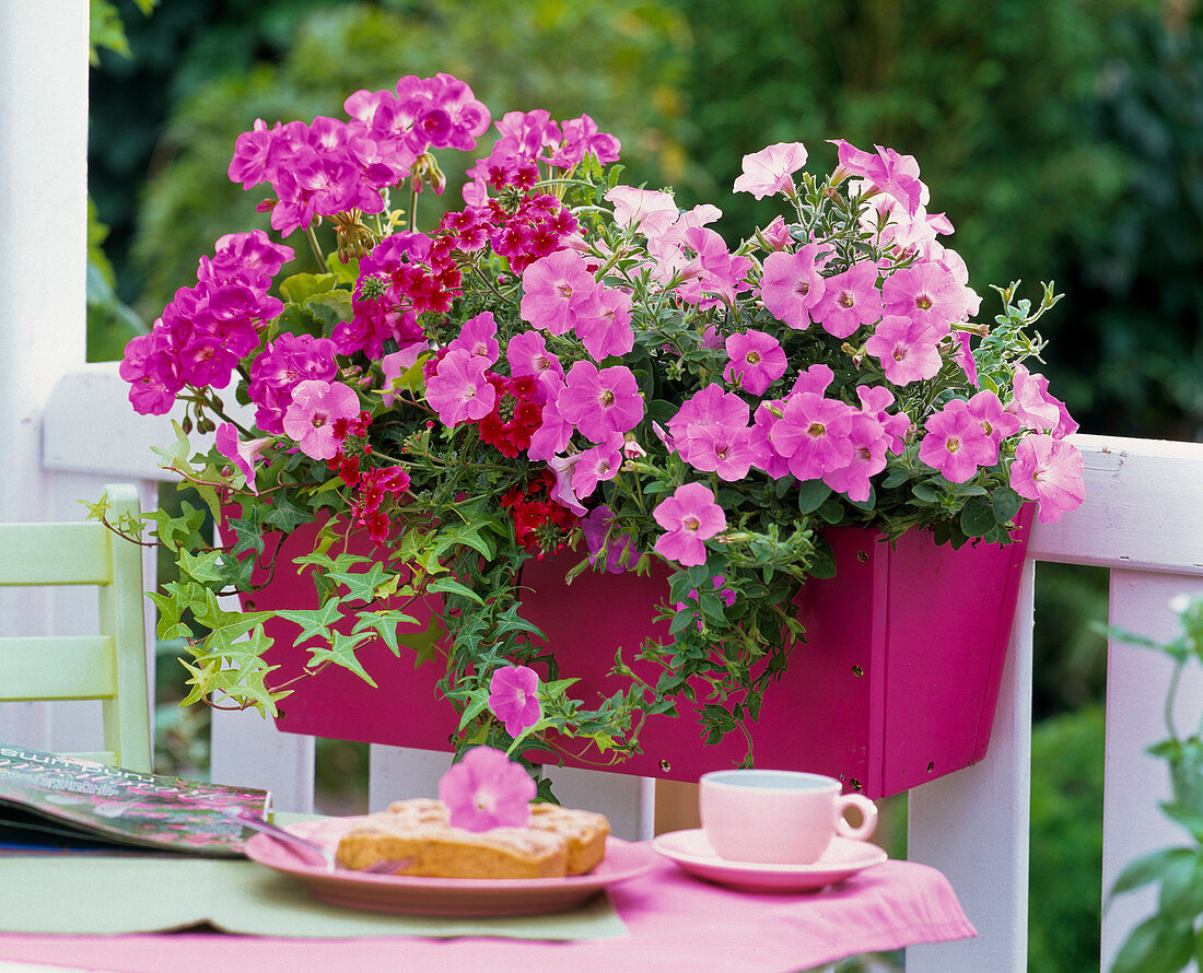 Pinker Holzblumenkasten mit Pelargonium Trend 'Lavender'