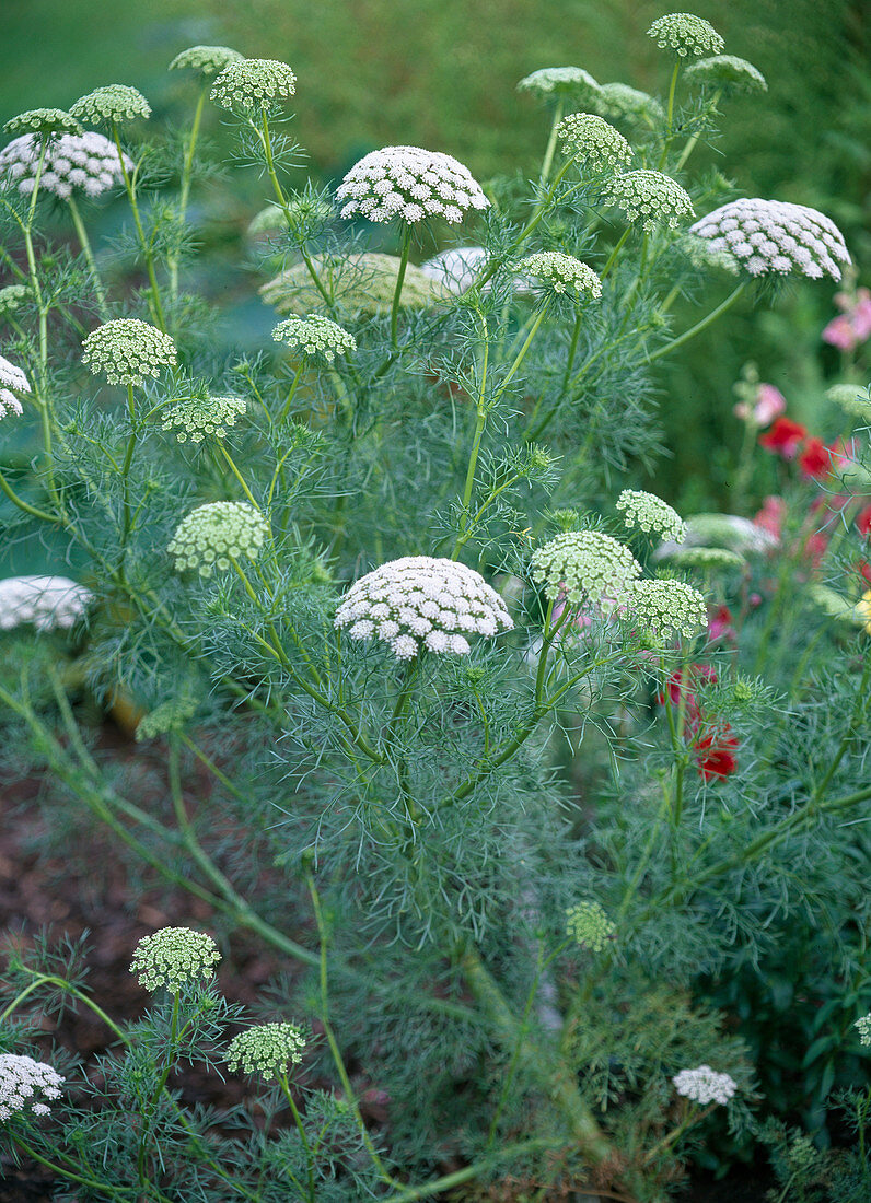 Ammi visnaga (Knorpelmöhre)