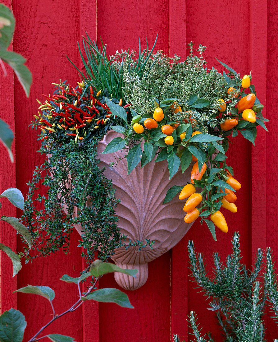 Herbs and ornamental peppers in terracotta wall hangers