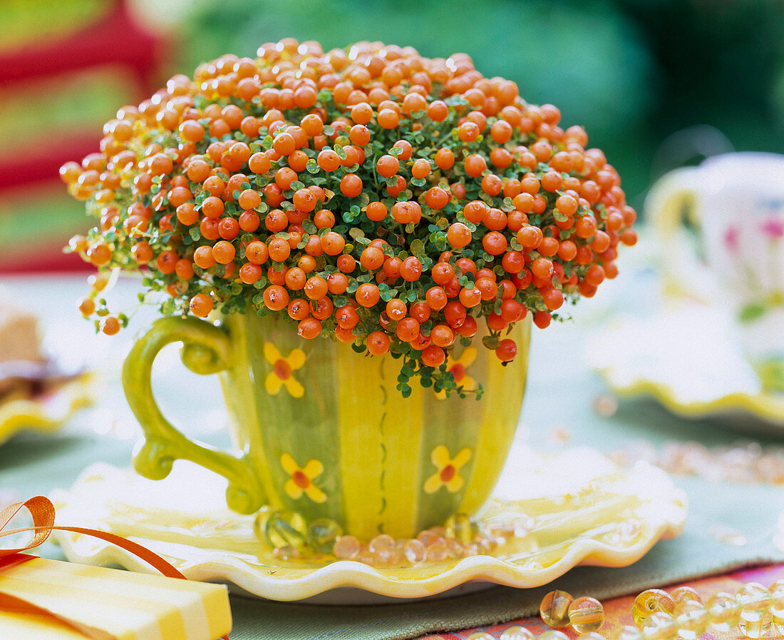 Nertera (coral berry) in cup with wave coaster