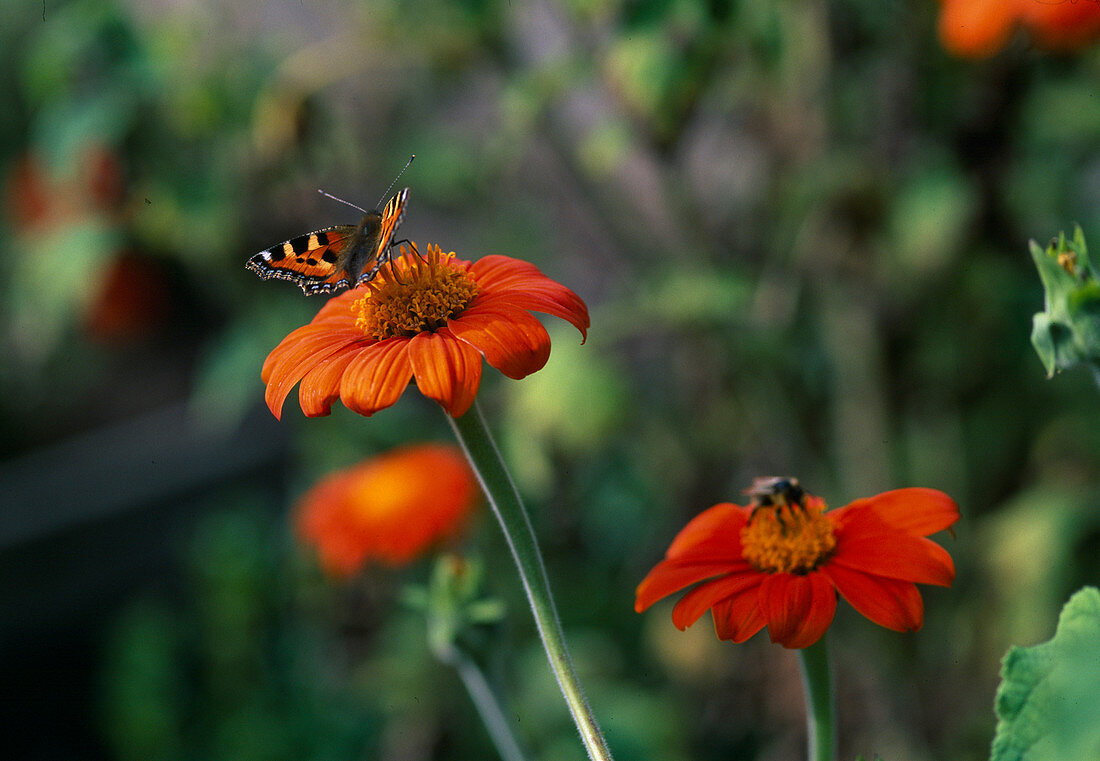 Schmetterling: Aglais urticae (Kleiner Fuchs) auf Blüte von Tithonia