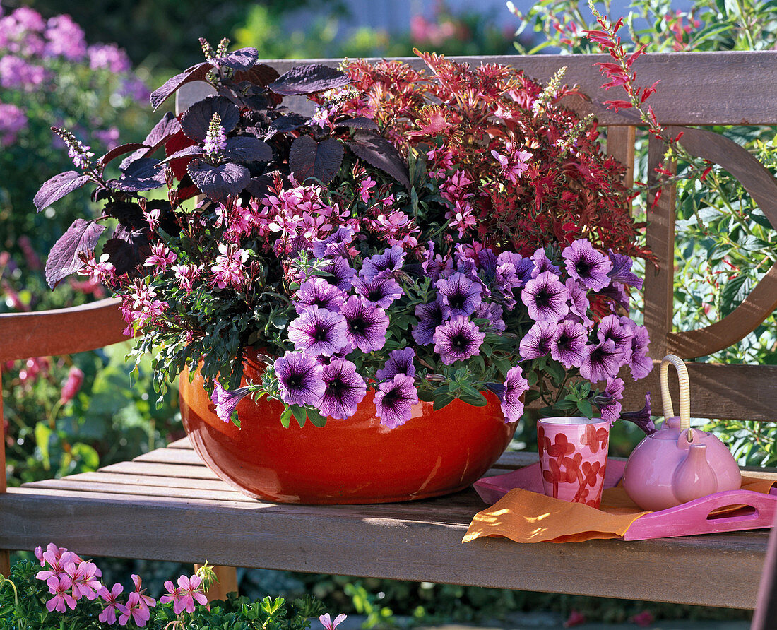 Red bowl planted with Petunia, Gaura, Coleus