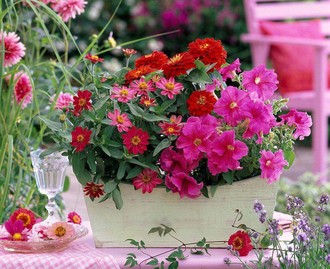 Zinnia (Zinnien), Petunia grandiflora (pinke Petunie)