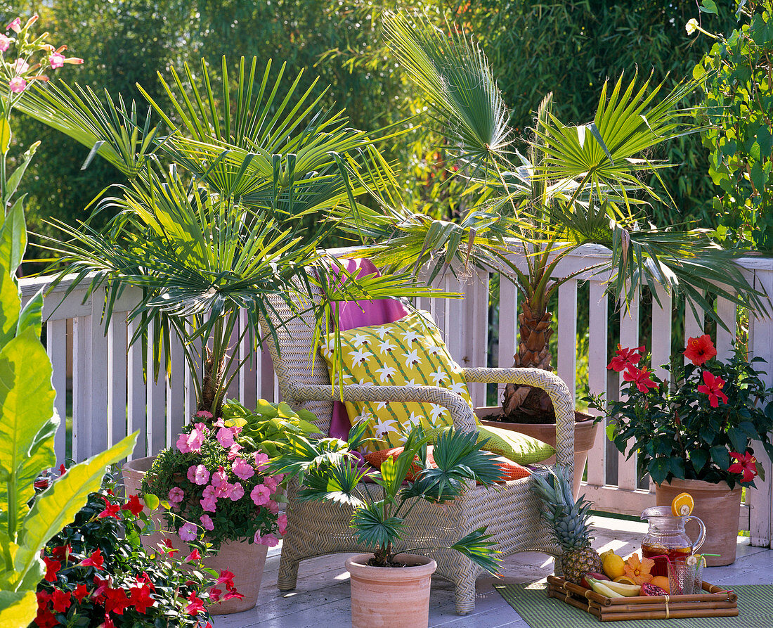 Palm balcony