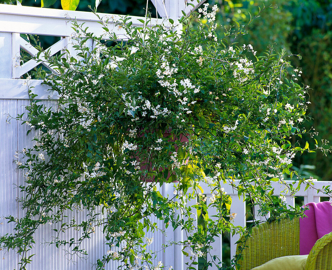 Solanum jasminoides (Jasmine nightshade) in a hanging pot