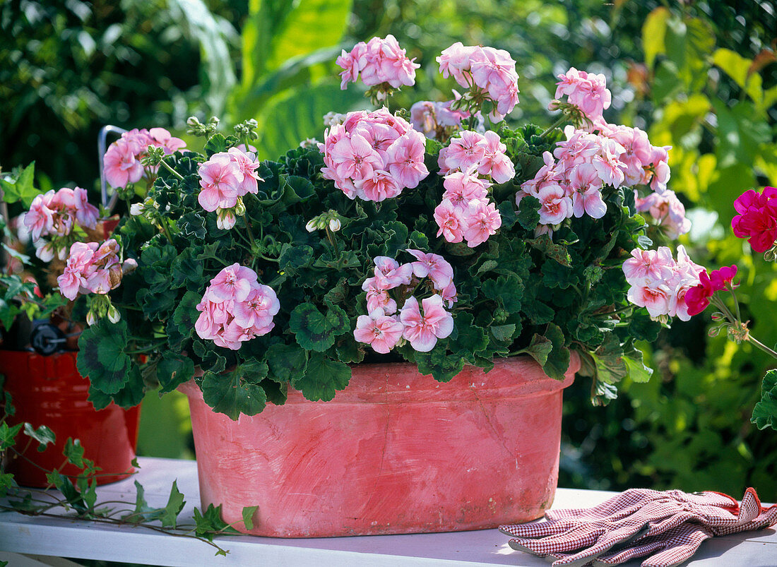 Pelargonium zonale Pac Antik 'Salmon Princess'