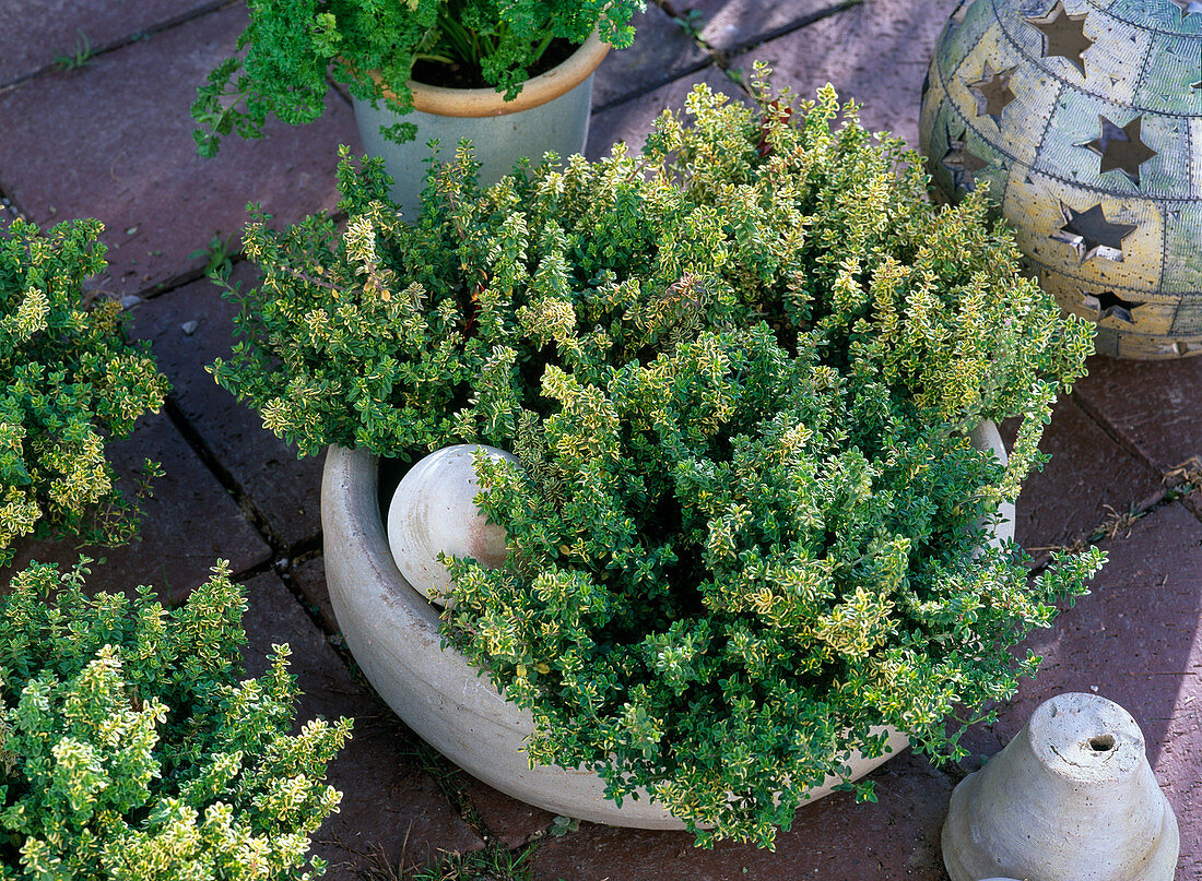 Thymus citriodorus 'Golden King' (Lemon thyme)