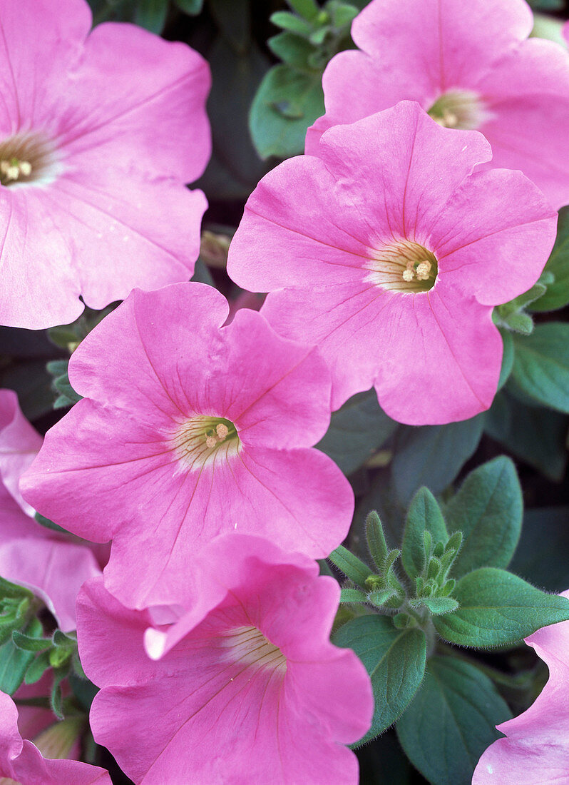 Blütenmakro: Petunia Easy Wave 'Pink' (Petunie)