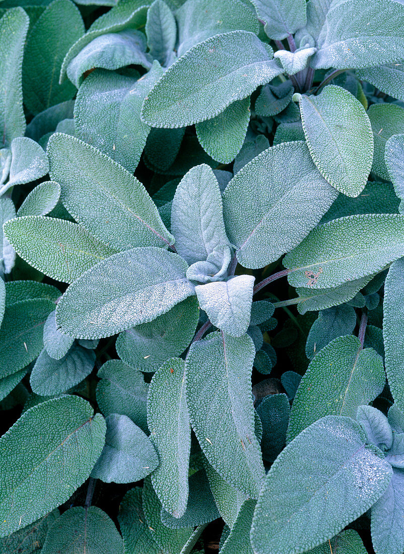 Salvia officinalis 'Berggarten' (kitchen sage)