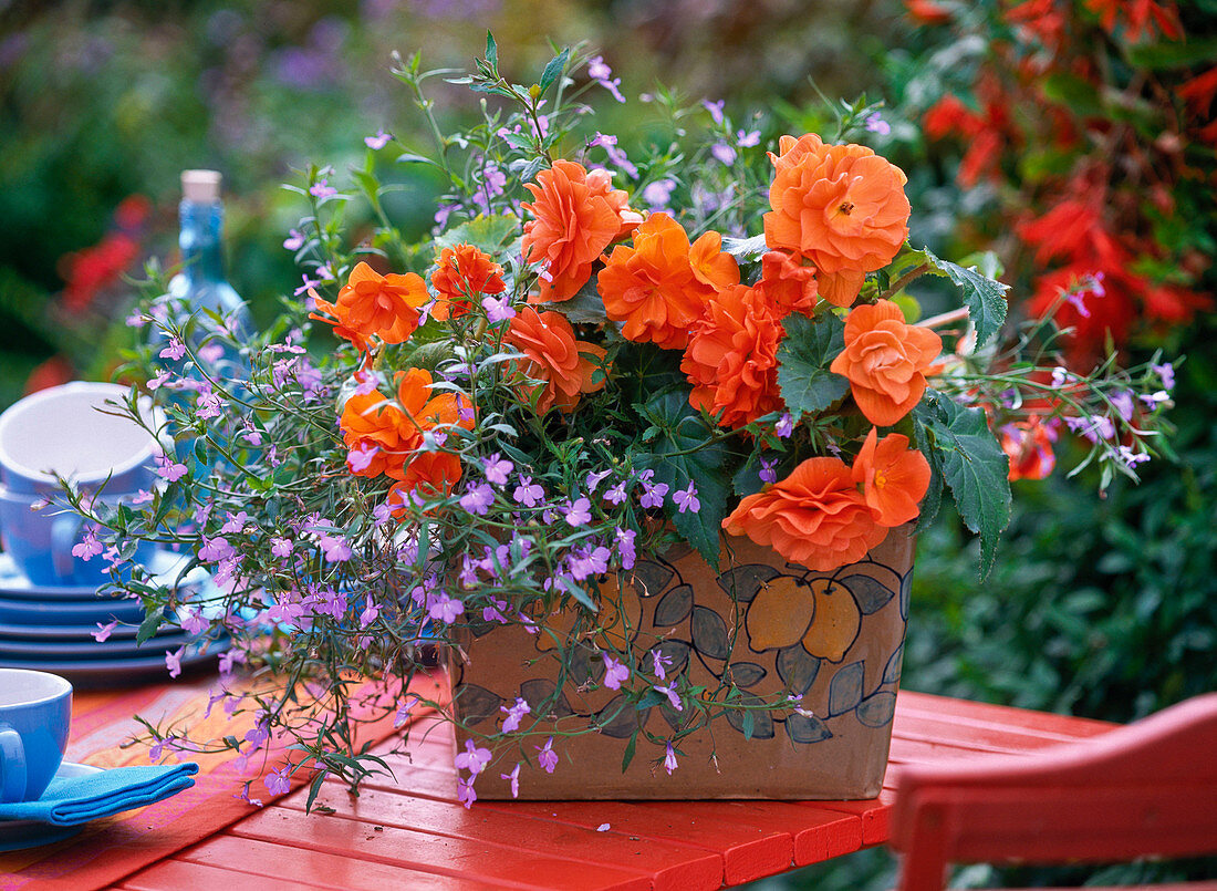 Begonia tuberhybrida (tuber begonia)