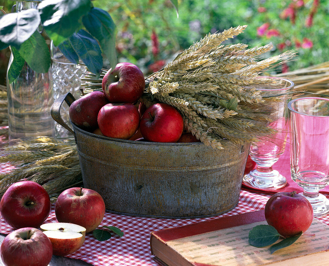 Rote Malus (Äpfel), Secale (Roggen), Triticum (Weizen)