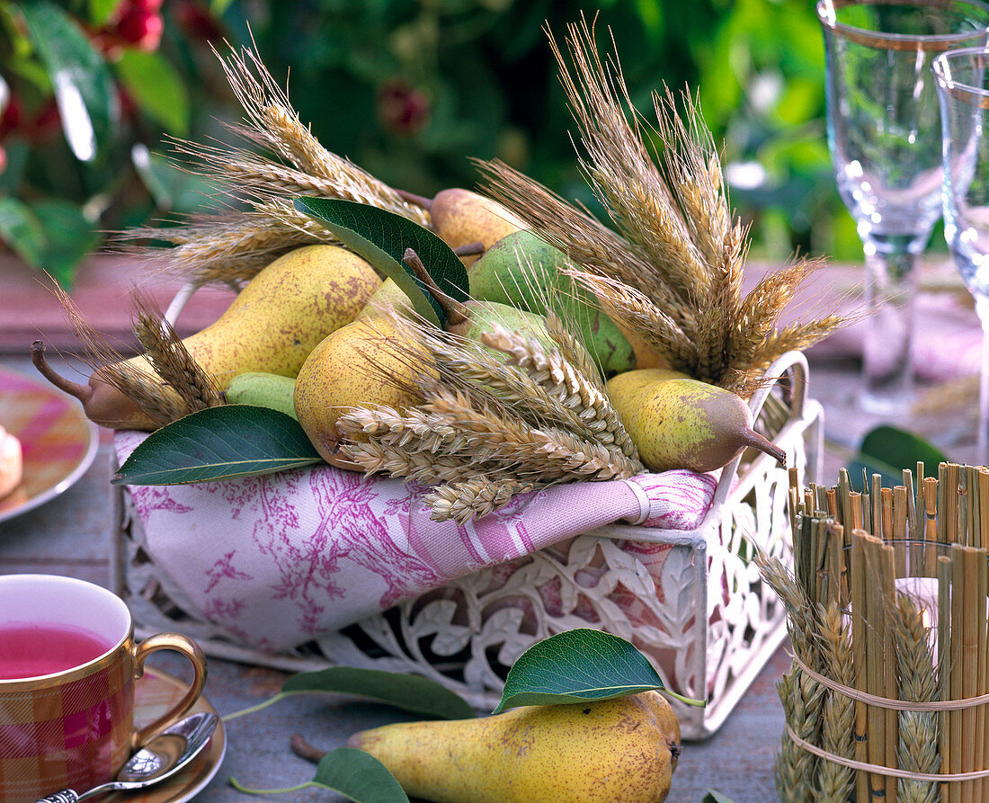 Pyrus (pears), Hordeum (barley) in white tray for harvest thanksgiving