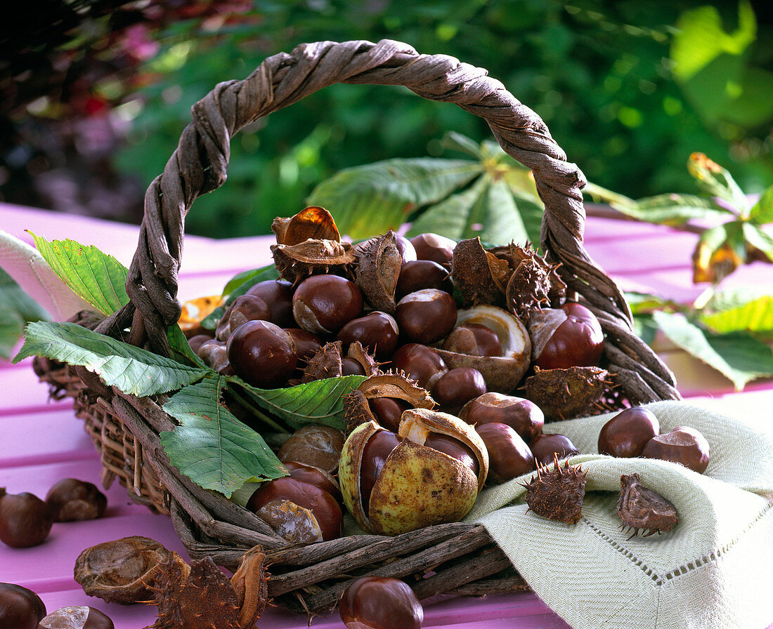 Korb mit Aesculus (Kastanie, Blätter, Früchte, Hüllen) in Korb, Serviette