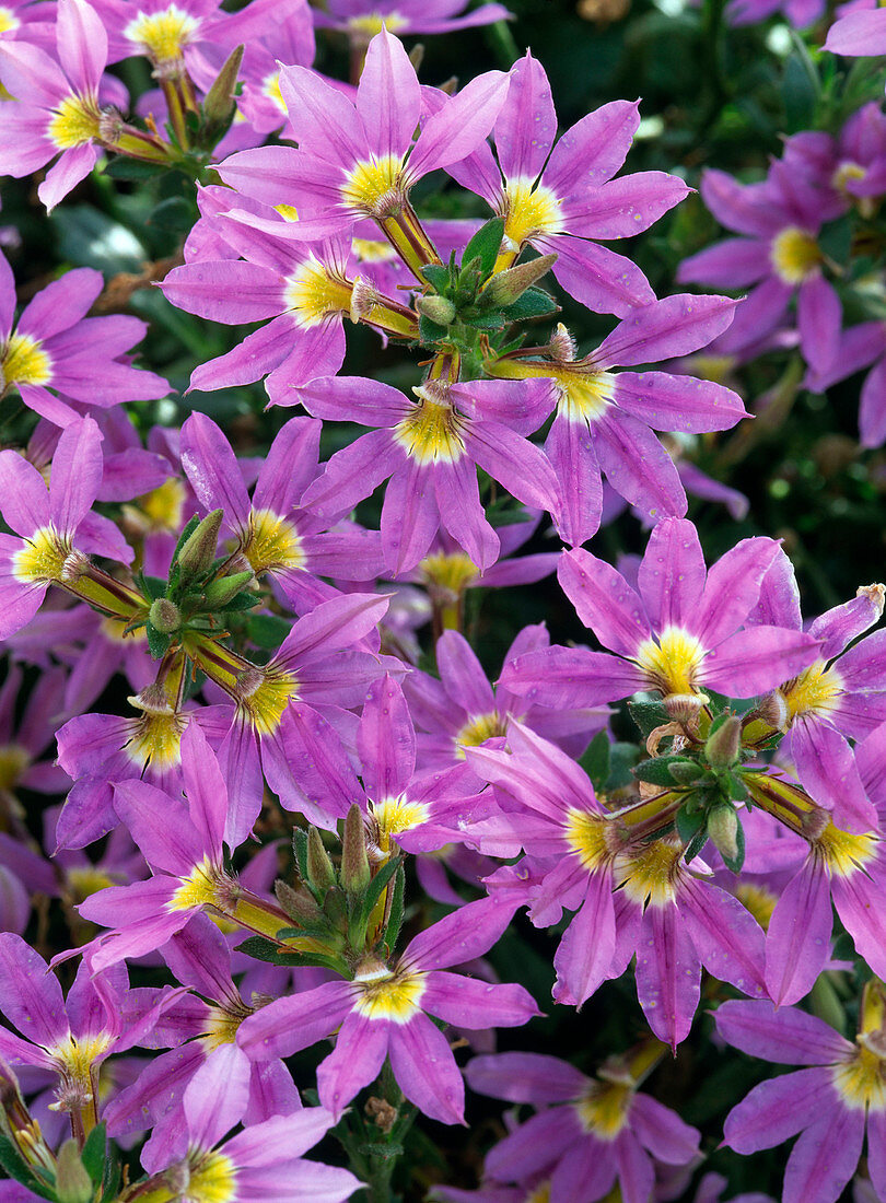 Blütenmakro: Scaevola (Fächerblume)