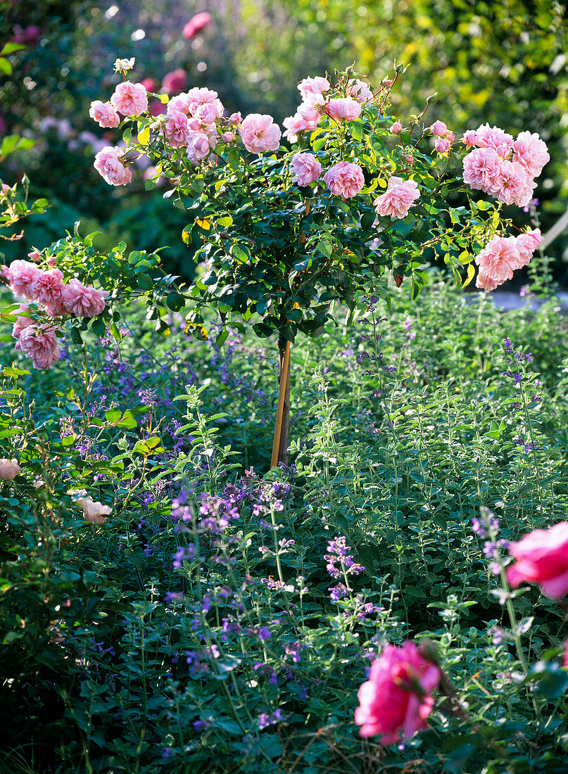 Rosa (Rose) Stämmchen, hellrosa , dicht gefüllt