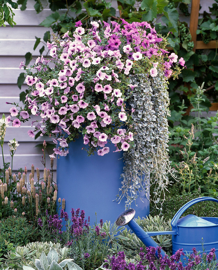 Hoher blauer Kunststoffkübel mit Petunien bepflanzt im Beet