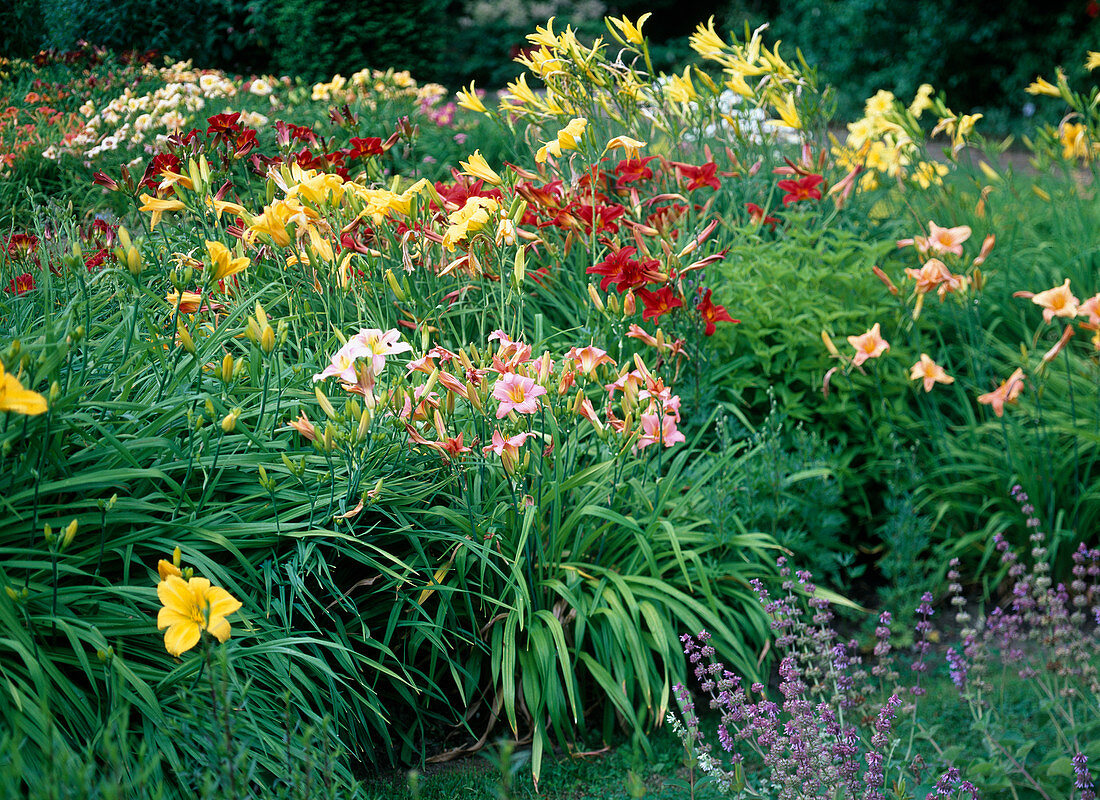 Hemerocallis (Daylilies)