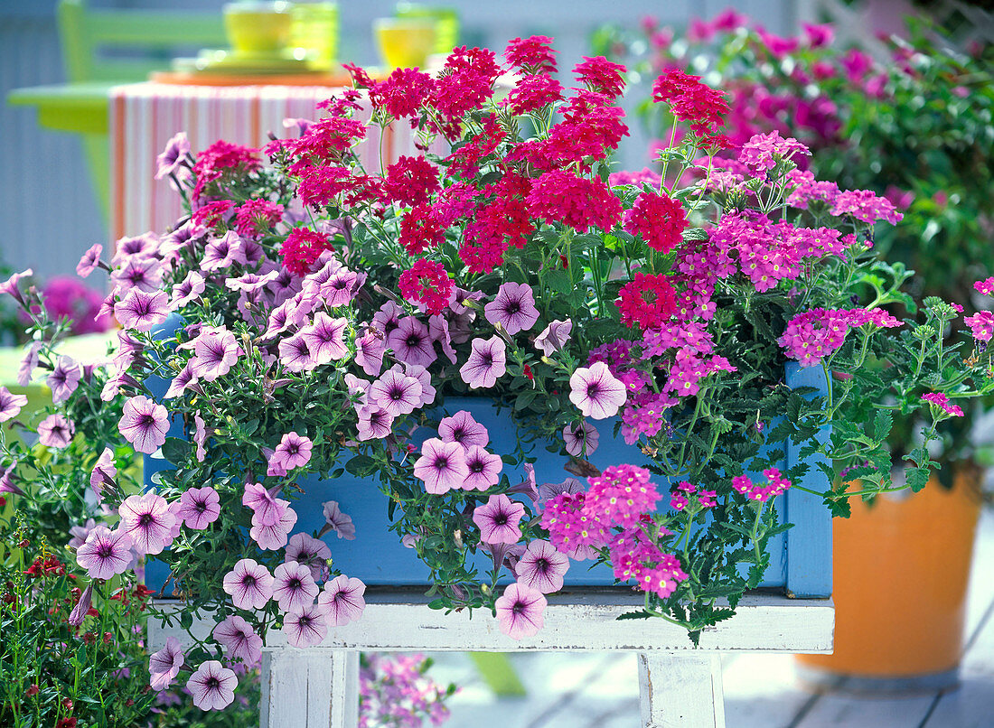 blauer Holzblumenkasten mit Petunia 'Mary Blue' (Petunie), Verbena