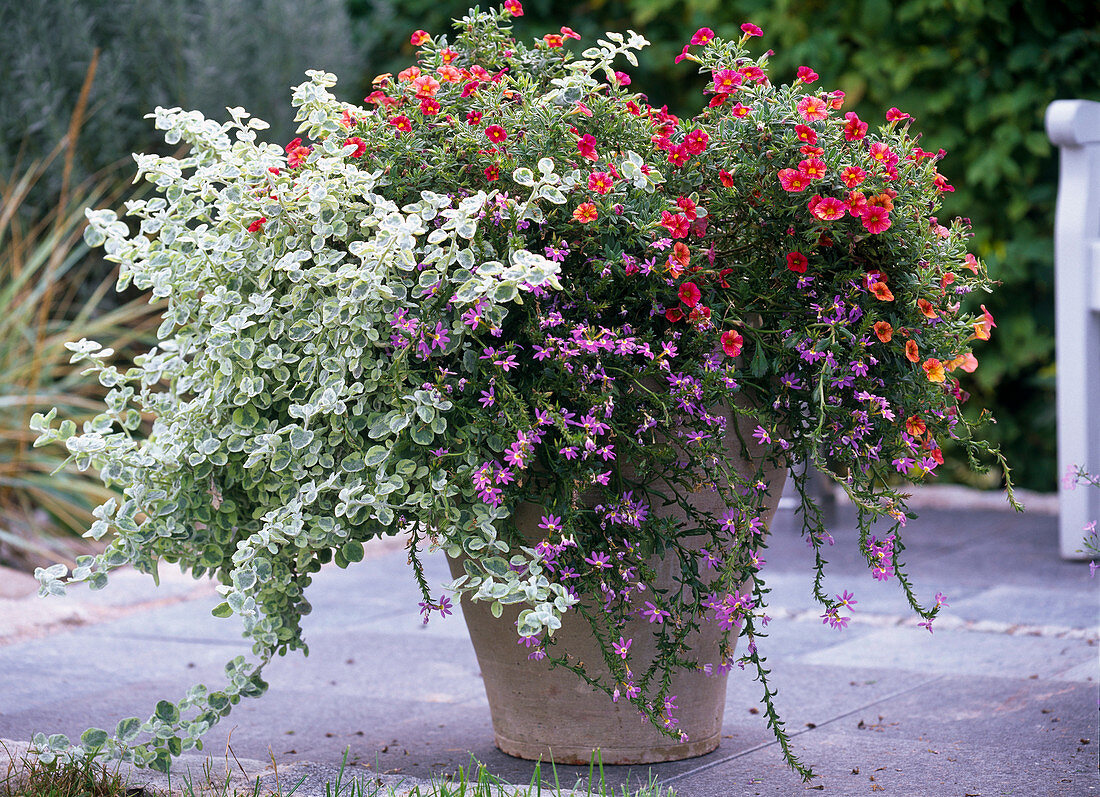 Kübel bepflanzt mit Helichrysum 'Rondello' (Strukturpflanze)