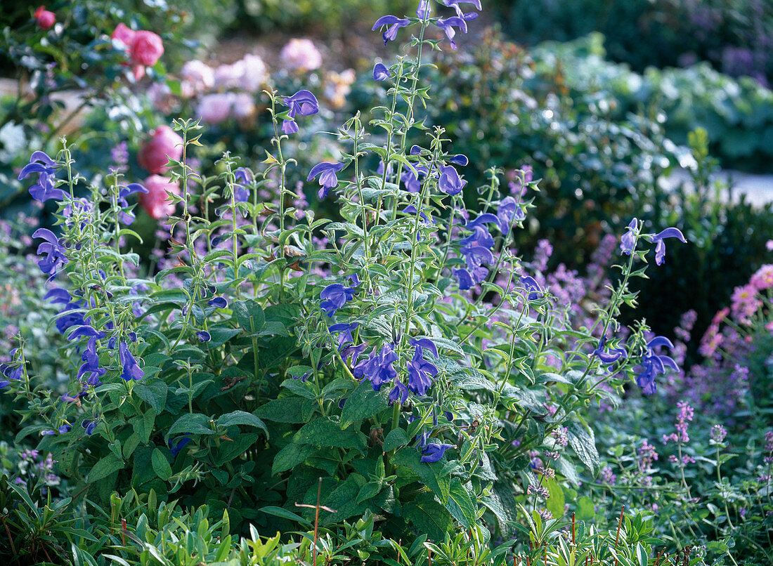 Salvia Patens 'Cambridge Blue' (splendid sage)