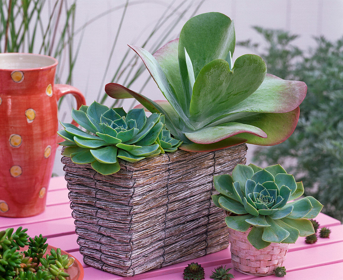 Succulents in basket jardiniere, basket and bowl