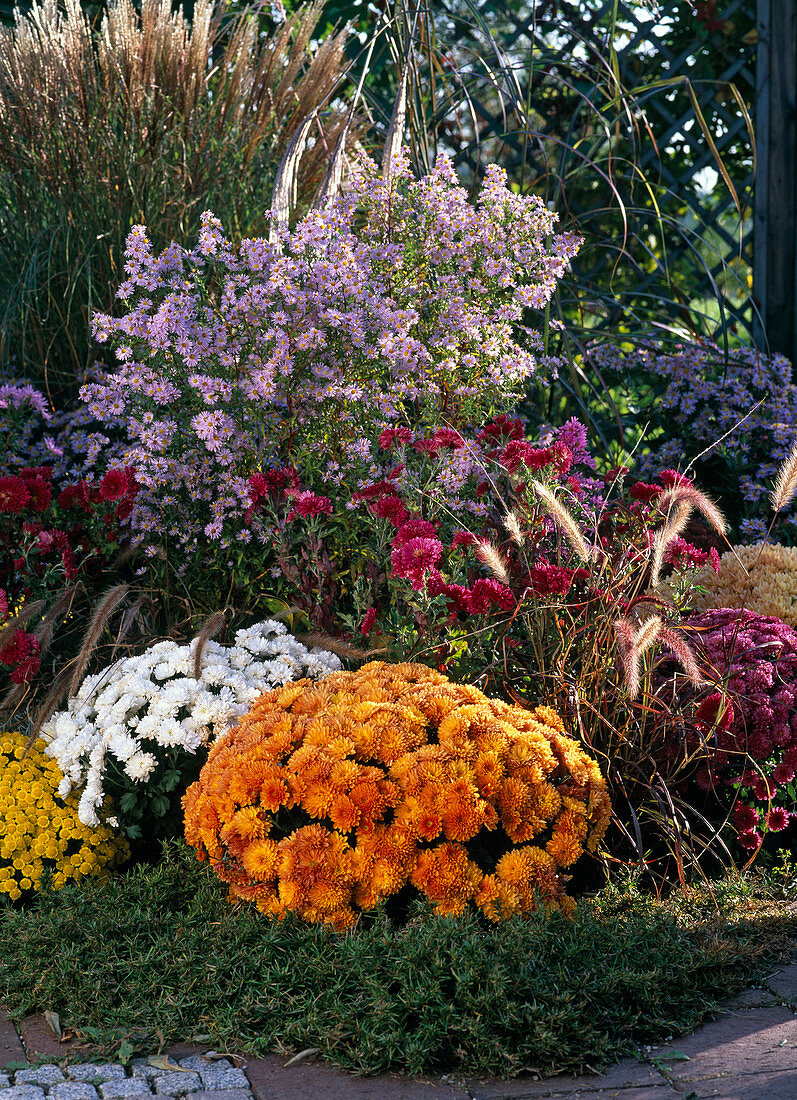 Buntes Herbstbeet mit Chrysanthemen und Aster