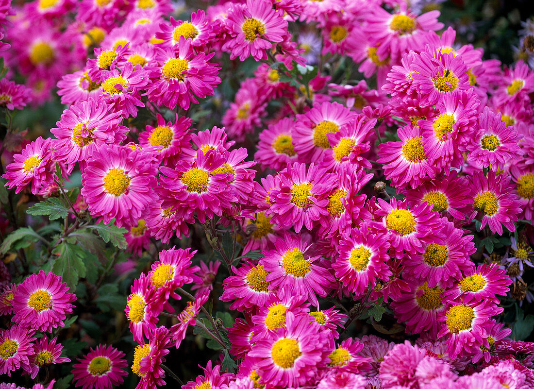Chrysanthemum koreanum 'Corinna' (Chrysanthemum)