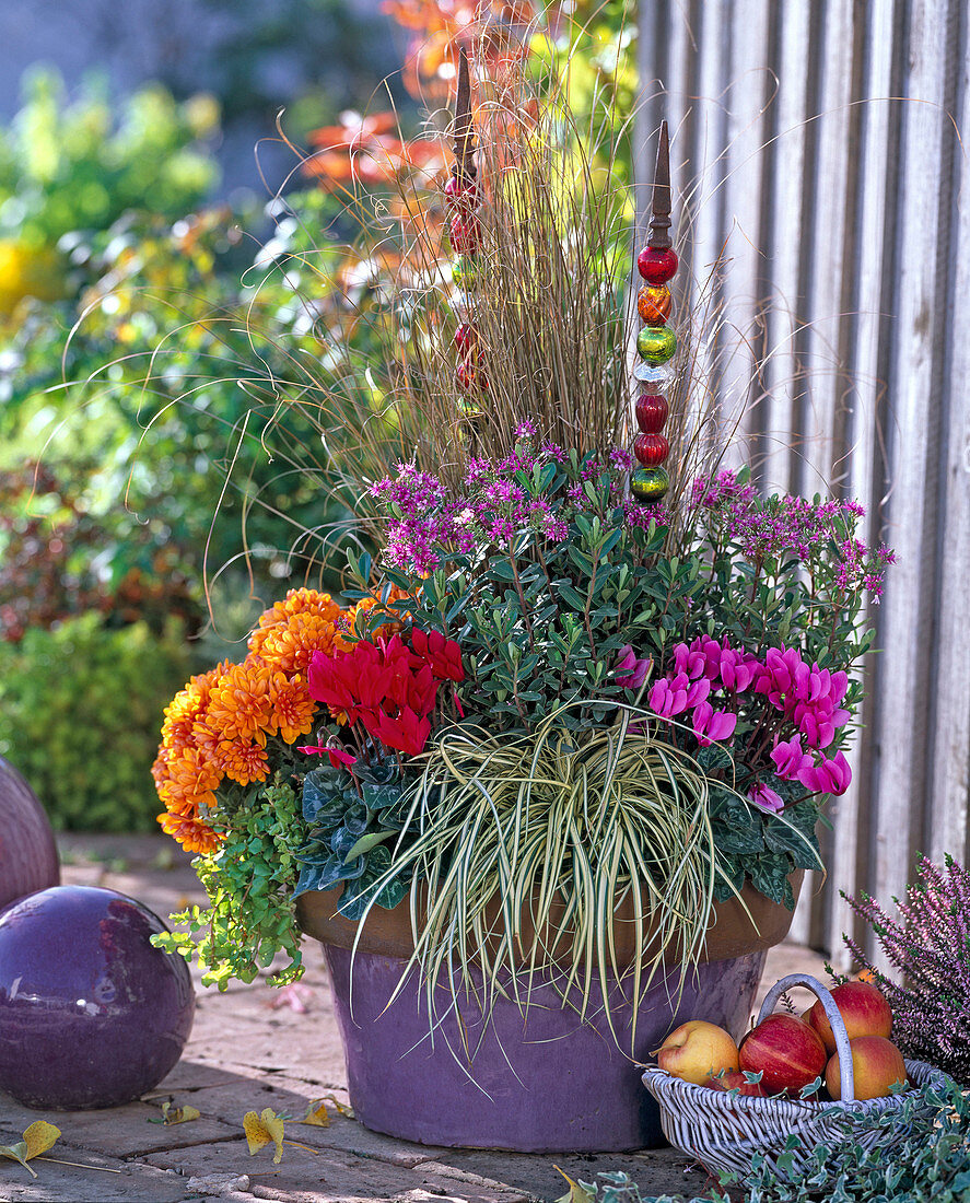 Violet tub with autumn planting