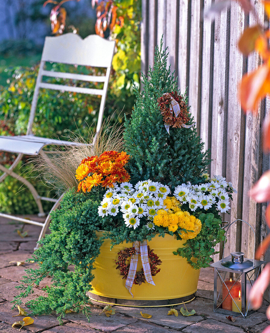 Autumn plantation with juniper in yellow metal tray