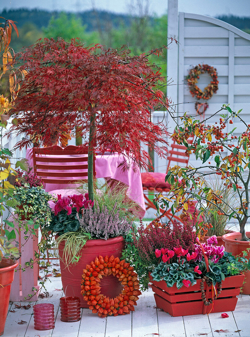 Red autumn balcony with slash maple and ornamental apple