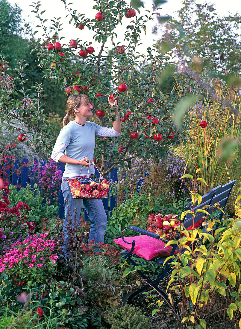 Woman picking apples in autumn garden