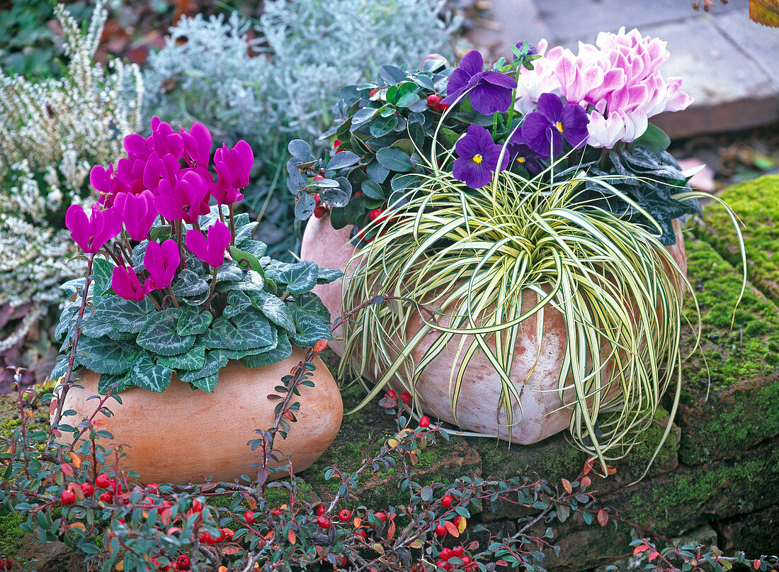 Terracotta hearts planted with cyclamen