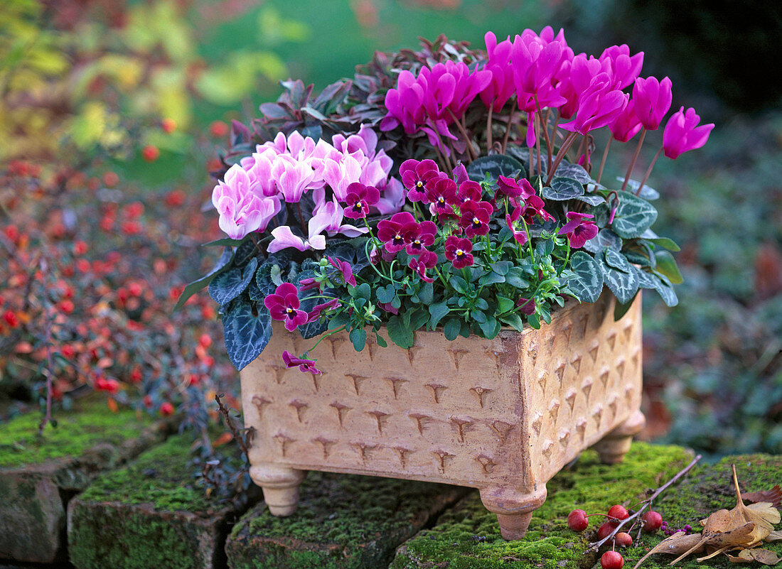 Cyclamen (Alpenveilchen), Viola cornuta (Hornveilchen)