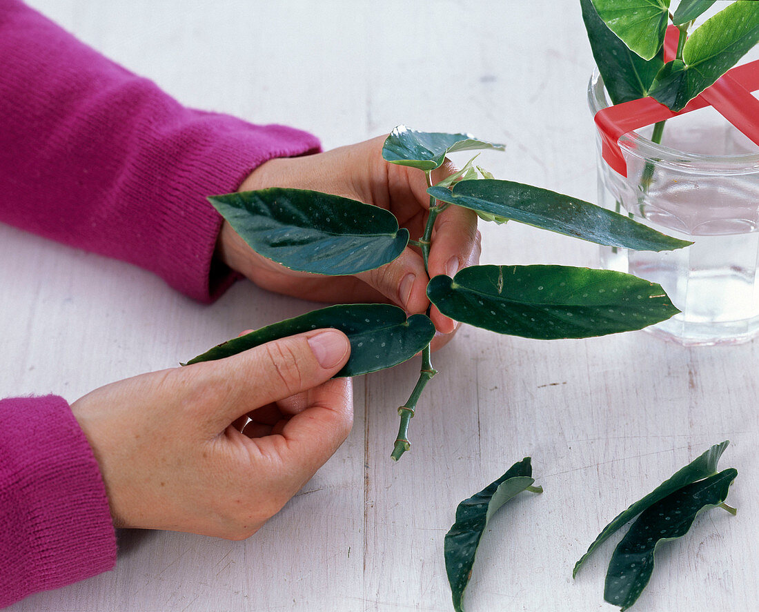 Shrub begonia cuttings