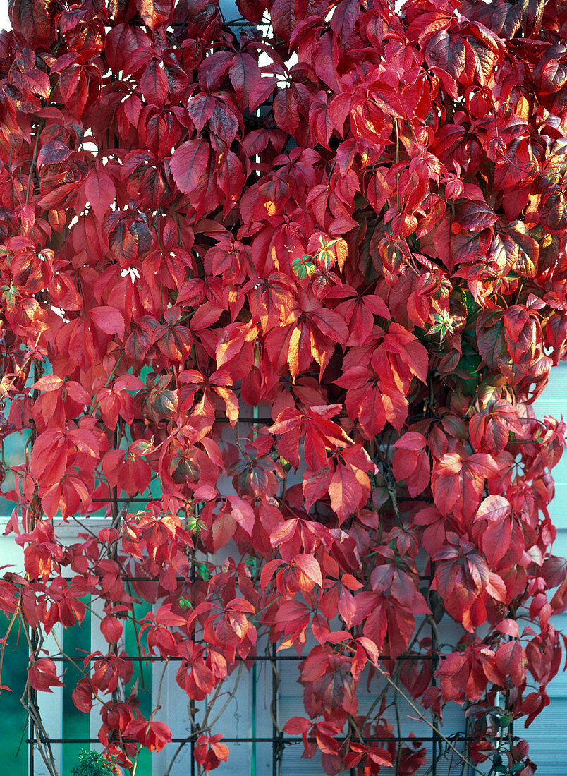 Herbst Kletterpflanzen Herbstfärbung Parthenocissus