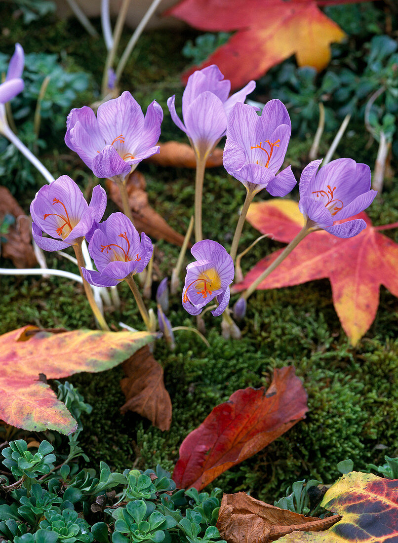 Crocus speciosus (Herbstkrokus), Moos, Herbstlaub