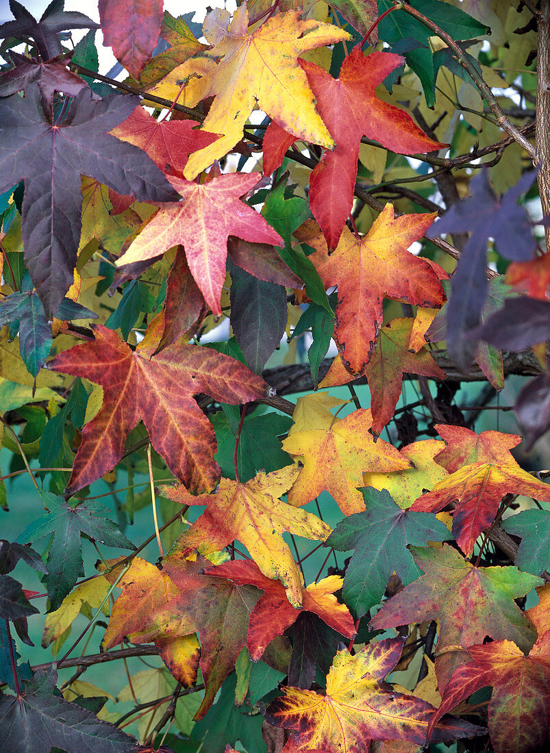 Liquidambar (Amber tree) in autumn colours