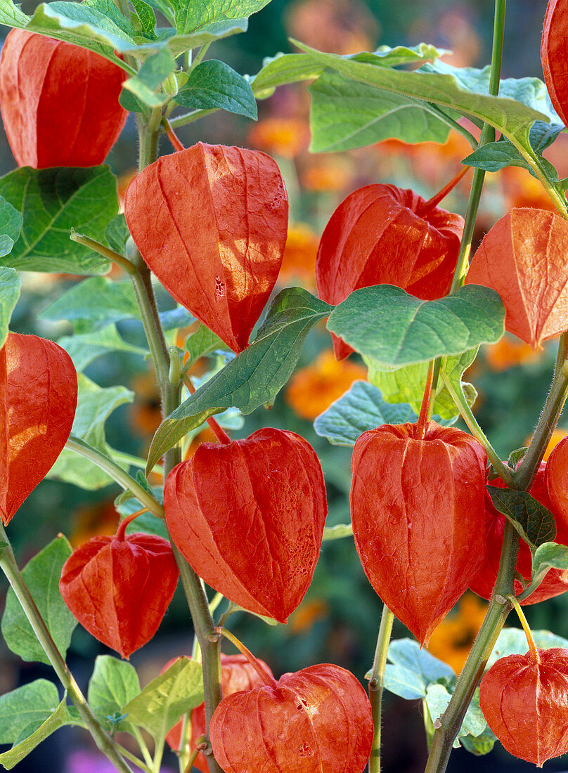 Physalis franchetii (Lampion flower)