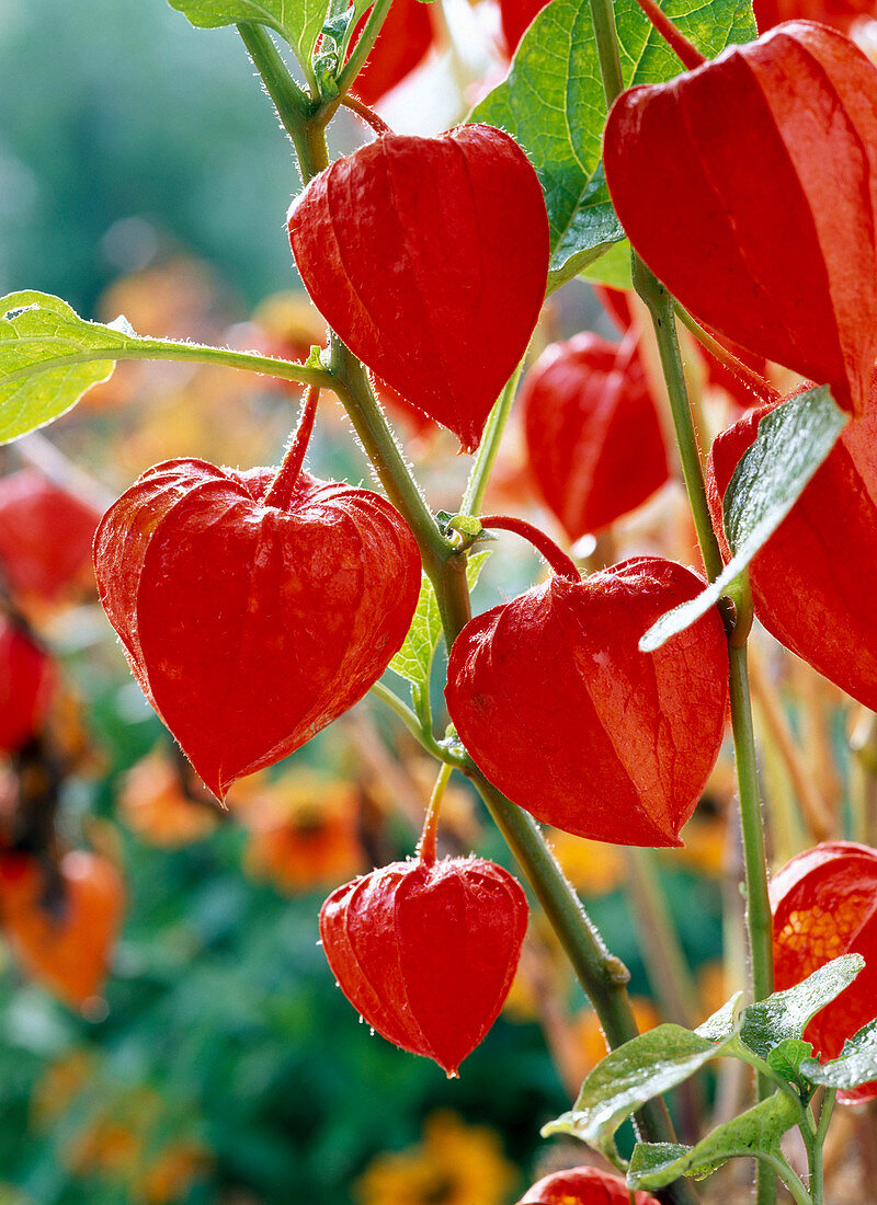 Physalis franchetii (Lampion flower)