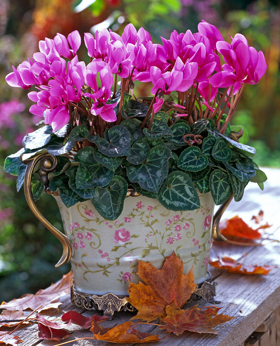 Cyclamen persicum (Cyclamen), pink in a tin pot