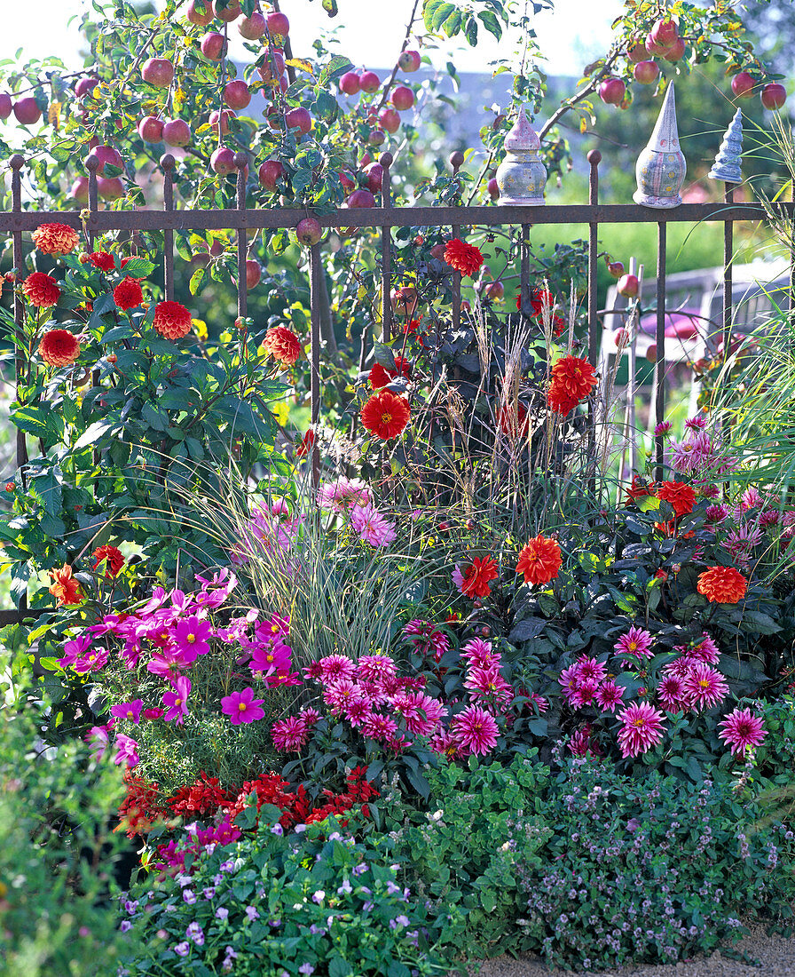 Late summer bed with dahlias and apple tree